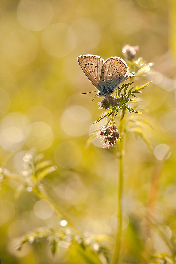 Butterfly  Butterflies,Geotagged,Insects,Israel