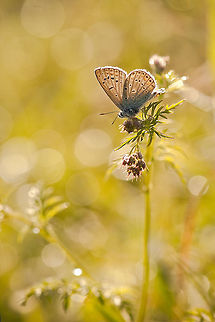 Butterfly  Butterflies,Geotagged,Insects,Israel