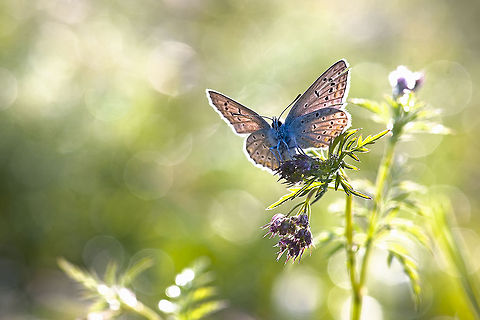Rhopalocera  Butterfly,Common Blue,Geotagged,Israel,Polyommatus icarus,insects