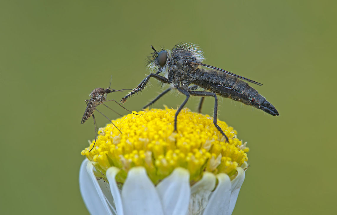 Robber fly David and Goliath :) Culicoidea,Robber fly,Varies