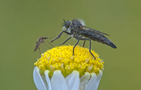 Robber fly David and Goliath :) Culicoidea,Robber fly,Varies