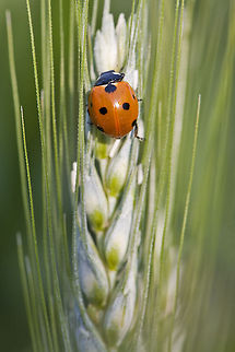 Coccinella septempunctata King of the Hill, well, almost! 7-spot Ladybird,Coccinella septempunctata,Geotagged,Insects,Israel
