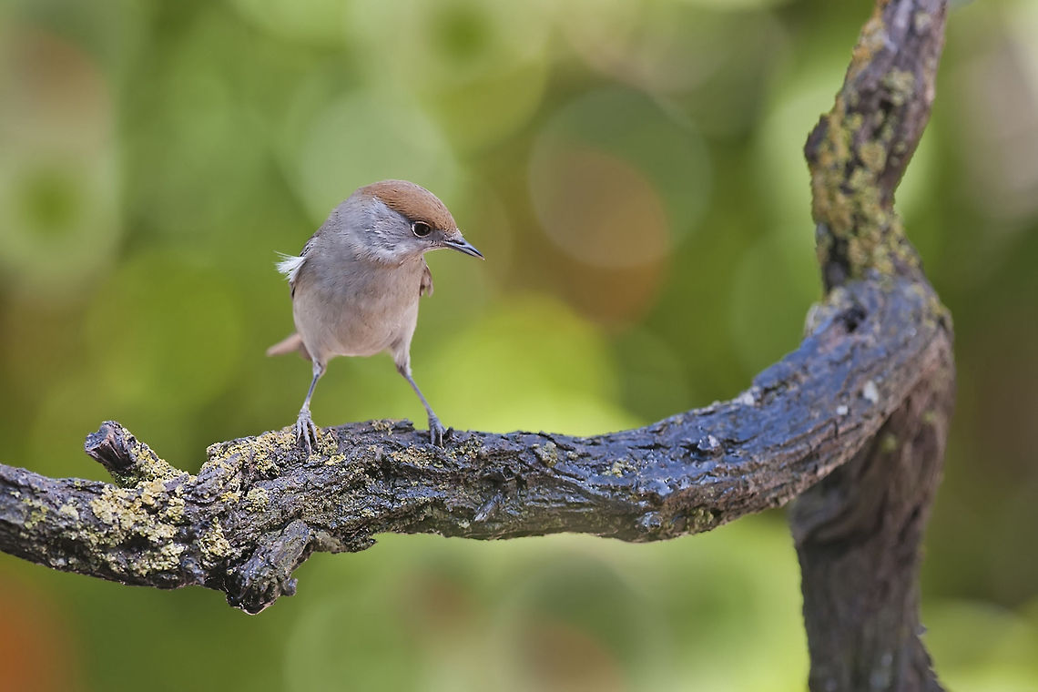 Blackcap  Birds,Blackcap,Geotagged,Israel,Sylvia atricapilla