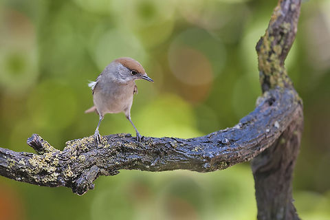 Blackcap  Birds,Blackcap,Geotagged,Israel,Sylvia atricapilla