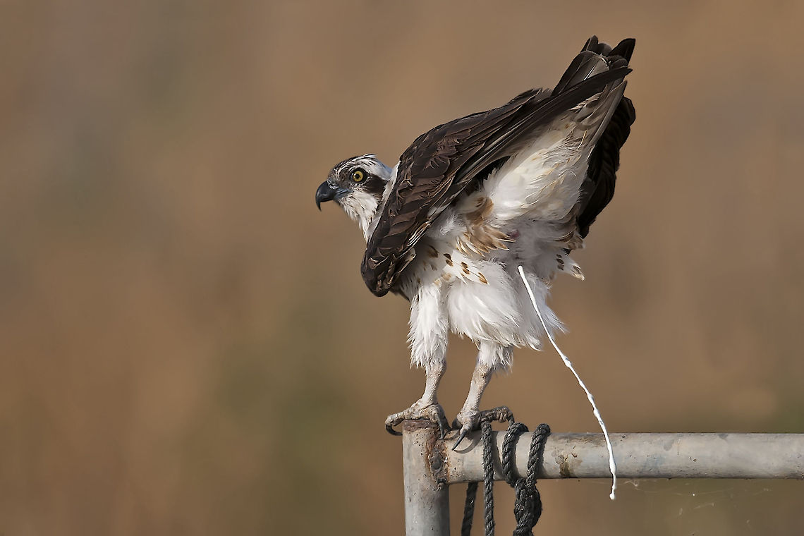 OSPREY - No shame !  Birds,Geotagged,Israel,Osprey,Pandion haliaetus