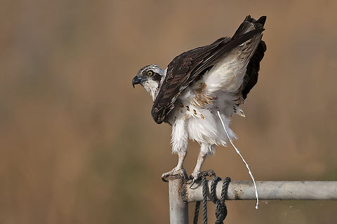 OSPREY - No shame !  Birds,Geotagged,Israel,Osprey,Pandion haliaetus