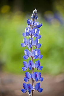 Blue Lupine  Blue Lupine,Blue lupine,Fabaceae,Flowers,Lupinus angustifolius,Lupinus pilosus