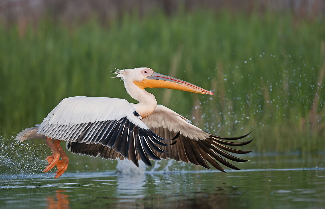 Pelecanidae  Birds,Great White Pelican,Pelecanidae,Pelecaniformes,Pelecanus onocrotalus,Pelican