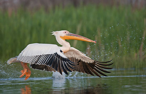 Pelecanidae  Birds,Great White Pelican,Pelecanidae,Pelecaniformes,Pelecanus onocrotalus,Pelican