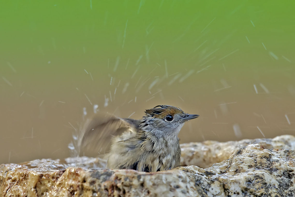 Blackcap Female  Birds,Blackcap,Geotagged,Israel,Sylvia atricapilla