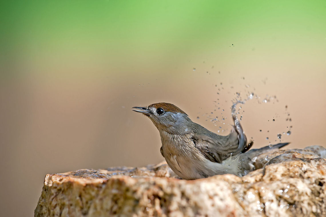 Blackcap !  Birds,Blackcap,Geotagged,Israel,Sylvia atricapilla