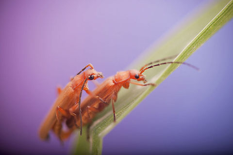Orange insect  Cantharidae,Geotagged,Israel,Soldier Beetle,insect