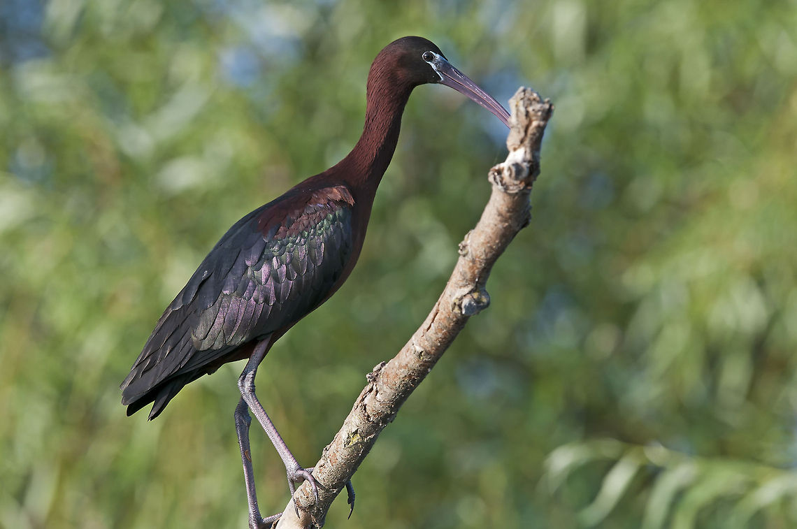 Glossy Ibis  Birds,Geotagged,Glossy Ibis,Plegadis falcinellus,Romania