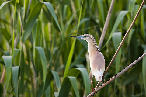 Squacco Heron  Ardeola ralloides,Birds,Geotagged,Romania,Squacco Heron