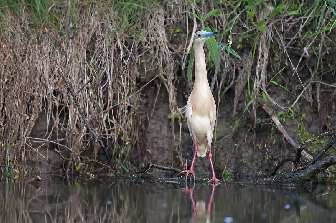 Heron I am Squeek,  the master of disguise. Ardeola ralloides,Birds,Geotagged,Romania,Squacco Heron