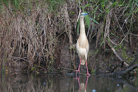 Heron I am Squeek,  the master of disguise. Ardeola ralloides,Birds,Geotagged,Romania,Squacco Heron