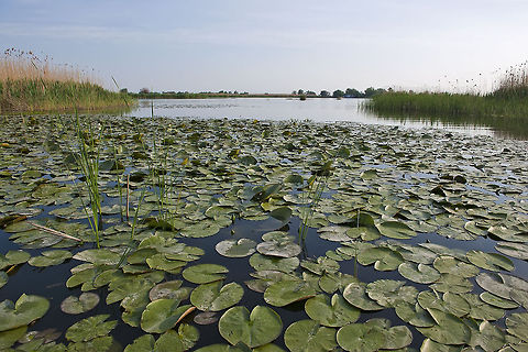 Yellow water  Geotagged,Nuphar lutea,Nymphaeaceae,Plants,Romania,Yellow water