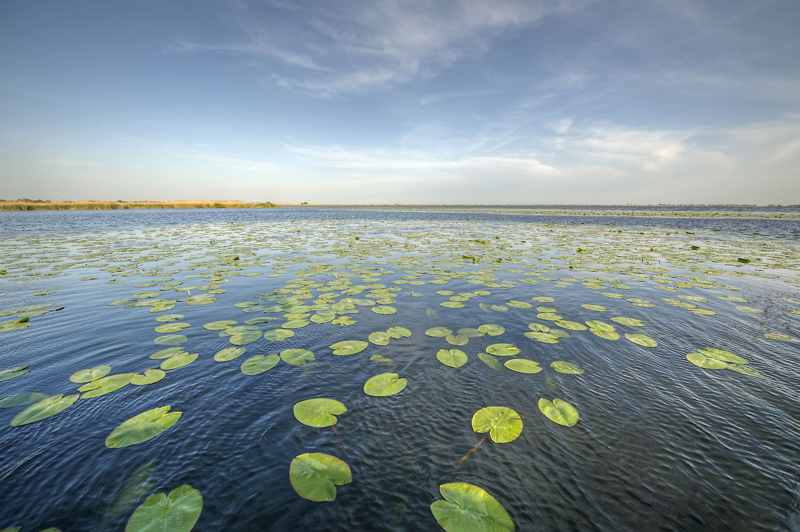Nymphaeales  Geotagged,Nuphar lutea,Plants,Romania,Yellow water