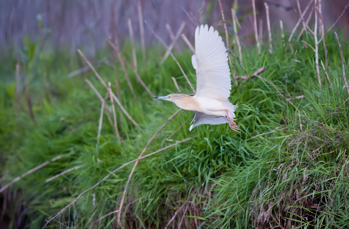 Ardeola ralloides  Ardeola ralloides,Birds,Geotagged,Romania,Squacco Heron