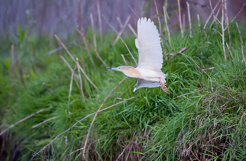 Ardeola ralloides  Ardeola ralloides,Birds,Geotagged,Romania,Squacco Heron