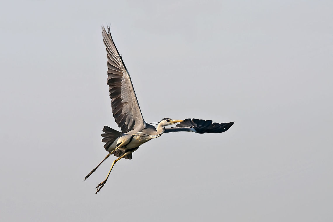 The Grey Heron  Ardea cinerea,Geotagged,Grey Heron,Romania