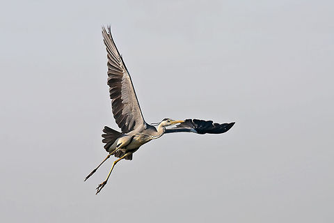The Grey Heron  Ardea cinerea,Geotagged,Grey Heron,Romania