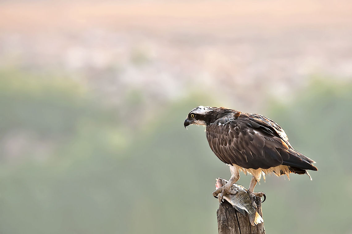Pandion haliaetus-Osprey  Geotagged,Israel,Osprey,Pandion haliaetus