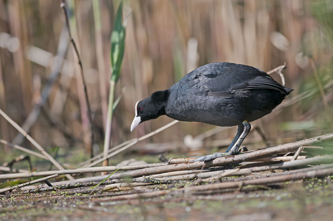 Fulica atra  Eurasian Coot,Fulica atra,Geotagged,Romania