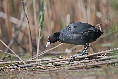 Fulica atra  Eurasian Coot,Fulica atra,Geotagged,Romania