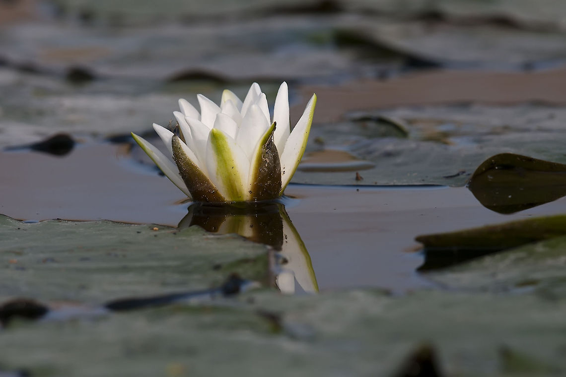 Nymphaea alba  European white waterlily,Geotagged,Nymphaea alba,Romania