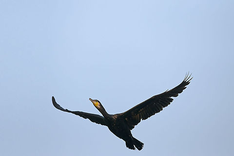 European Shag  European Shag,Geotagged,Phalacrocorax aristotelis,Romania