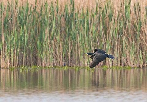 Phalacrocorax aristotelis  European Shag,Geotagged,Phalacrocorax aristotelis,Romania