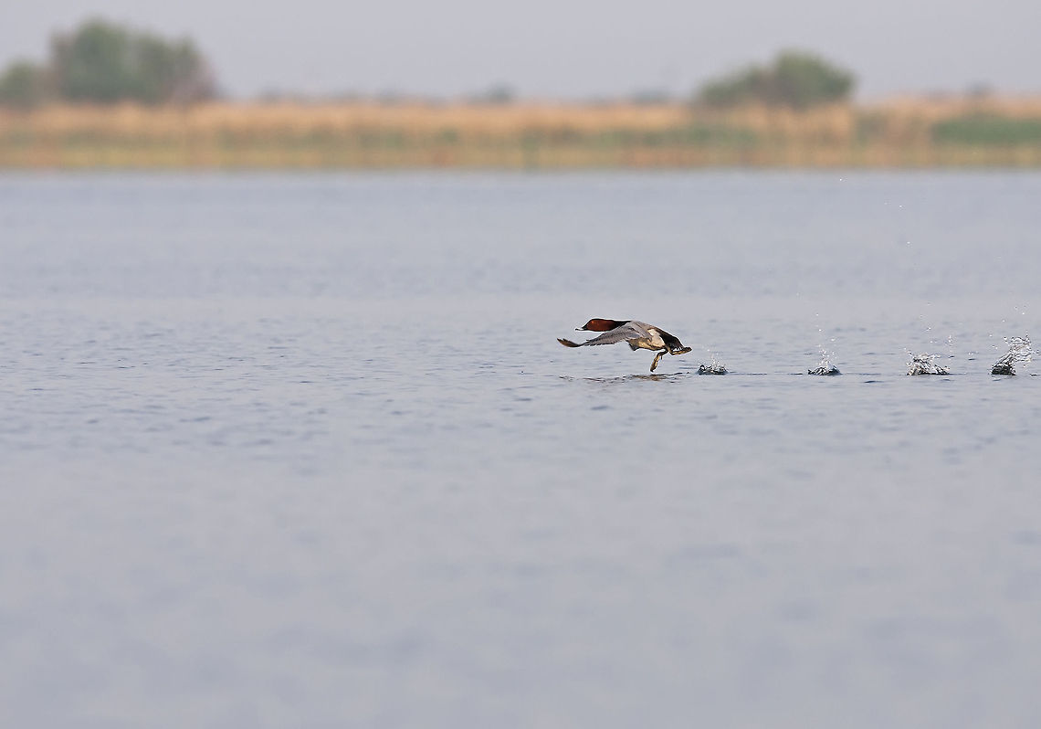 Aythya ferina Row, row, row your foot.. Aythya ferina,Common Pochard,Geotagged,Romania
