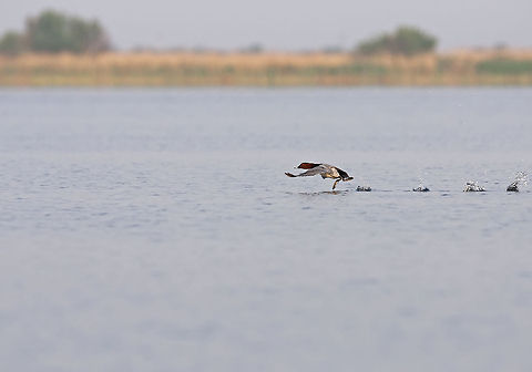 Aythya ferina Row, row, row your foot.. Aythya ferina,Common Pochard,Geotagged,Romania