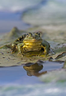 Frog  Geotagged,Levant Water Frog,Pelophylax bedriagae,Romania