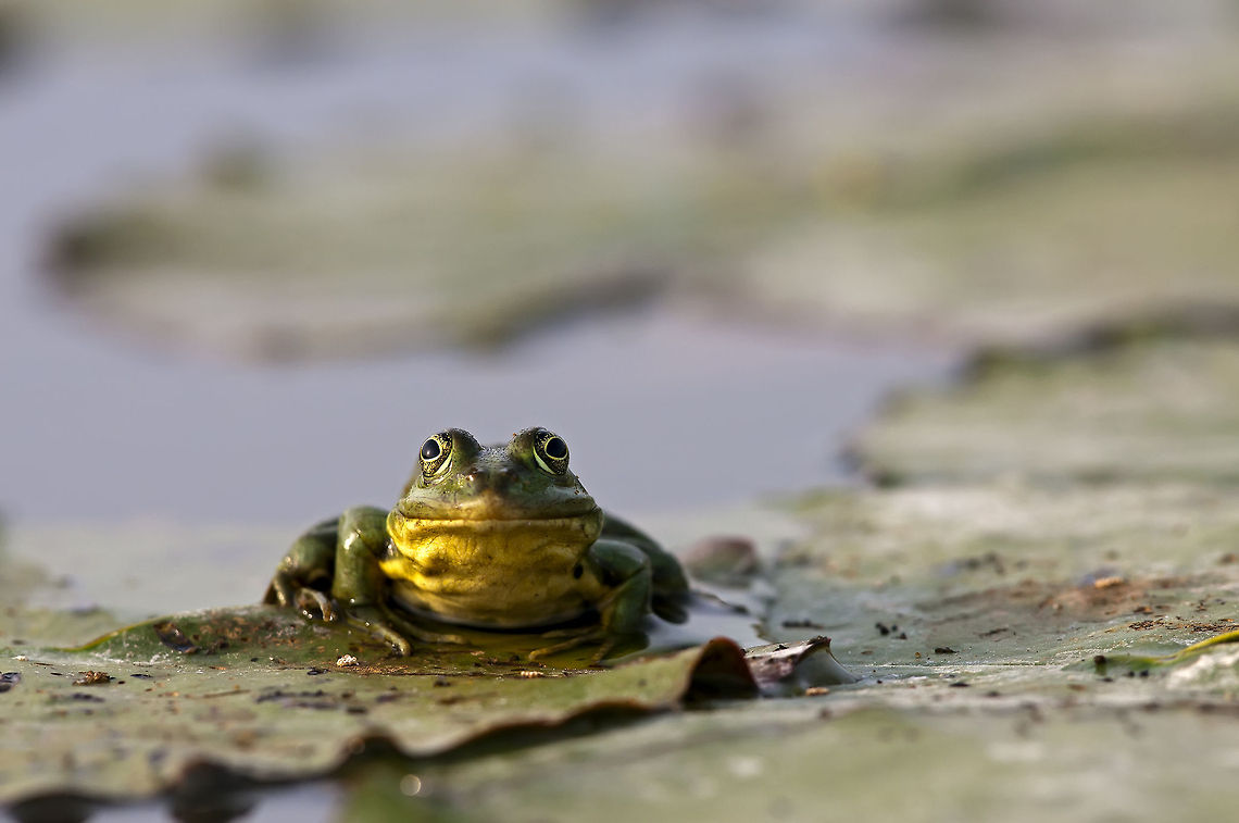 Rana bedriagae Swimming is risky<br />
water slips through,<br />
it don&#039;t even float,<br />
like often I do. Geotagged,Levant Water Frog,Pelophylax bedriagae,Romania