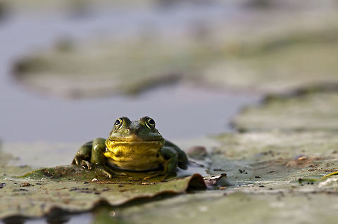 Rana bedriagae Swimming is risky
water slips through,
it don't even float,
like often I do. Geotagged,Levant Water Frog,Pelophylax bedriagae,Romania