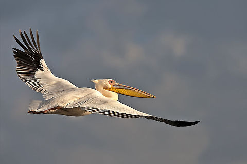 Large pelican  Geotagged,Great White Pelican,Pelecanus onocrotalus,Romania