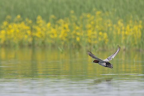 Duck  Aythya ferina,Common Pochard,Geotagged,Romania