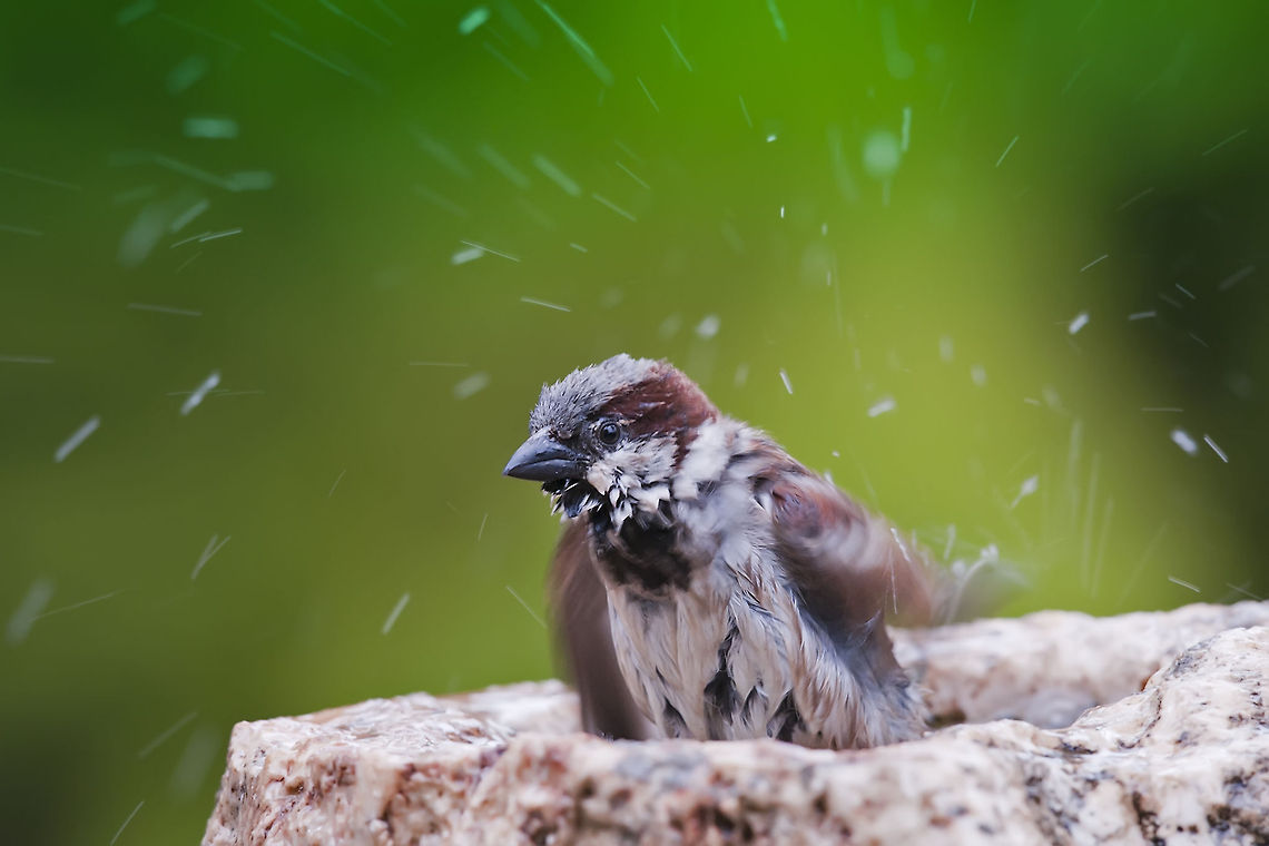 House Sparrow  Geotagged,House Sparrow,Israel,Passer domesticus