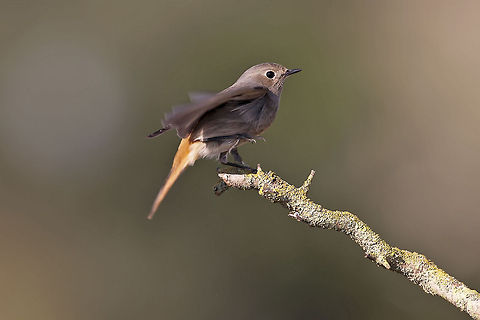 Beautiful Black Redstart  Black Redstart,Geotagged,Israel,Phoenicurus ochruros