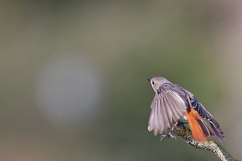 Redstart !!  Black Redstart,Geotagged,Israel,Phoenicurus ochruros