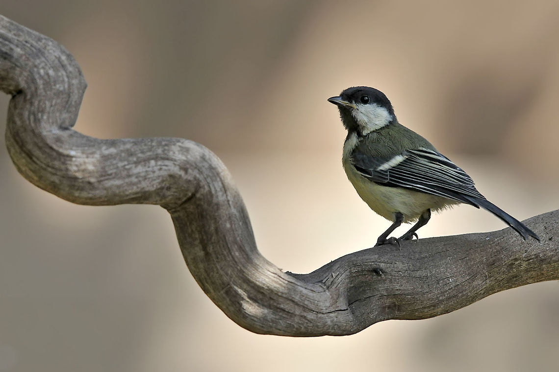 Parus major  Geotagged,Great Tit,Israel,Parus major