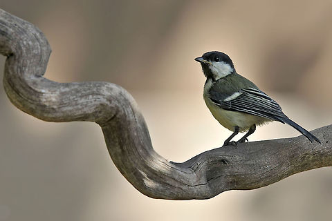 Parus major  Geotagged,Great Tit,Israel,Parus major