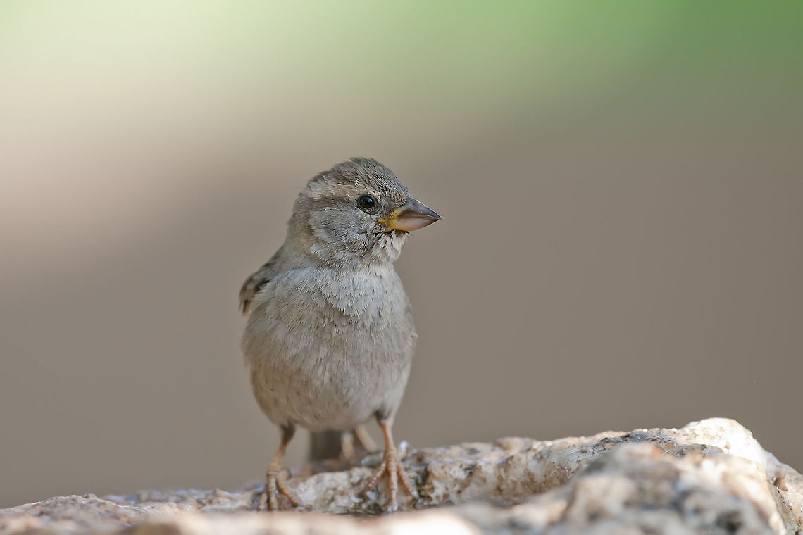 Passeridae  Geotagged,House Sparrow,Israel,Passer domesticus