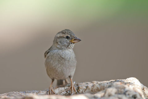 Passeridae  Geotagged,House Sparrow,Israel,Passer domesticus
