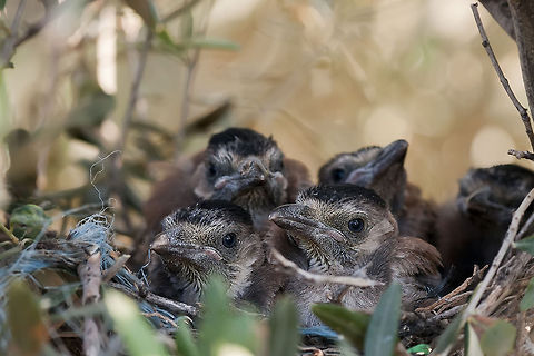 Chicks  Eurasian Jay,Garrulus glandarius,Geotagged,Israel
