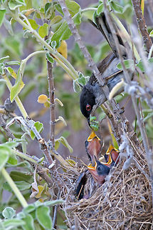 Sardinian Warbler