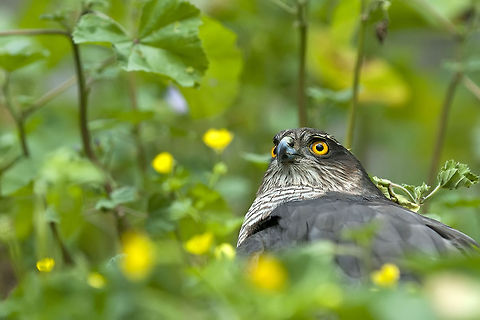 Accipiter nisus  Accipiter nisus,Eurasian Sparrowhawk,Geotagged,Israel