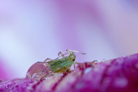 Small Aphidoidea  Geotagged,Israel